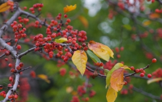 A la faveur de l'Automne By Julie