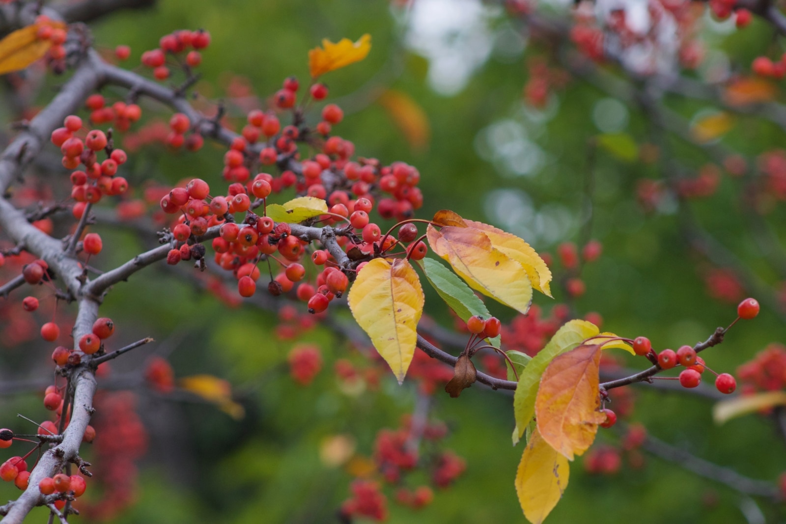 A la faveur de l'Automne By Julie
