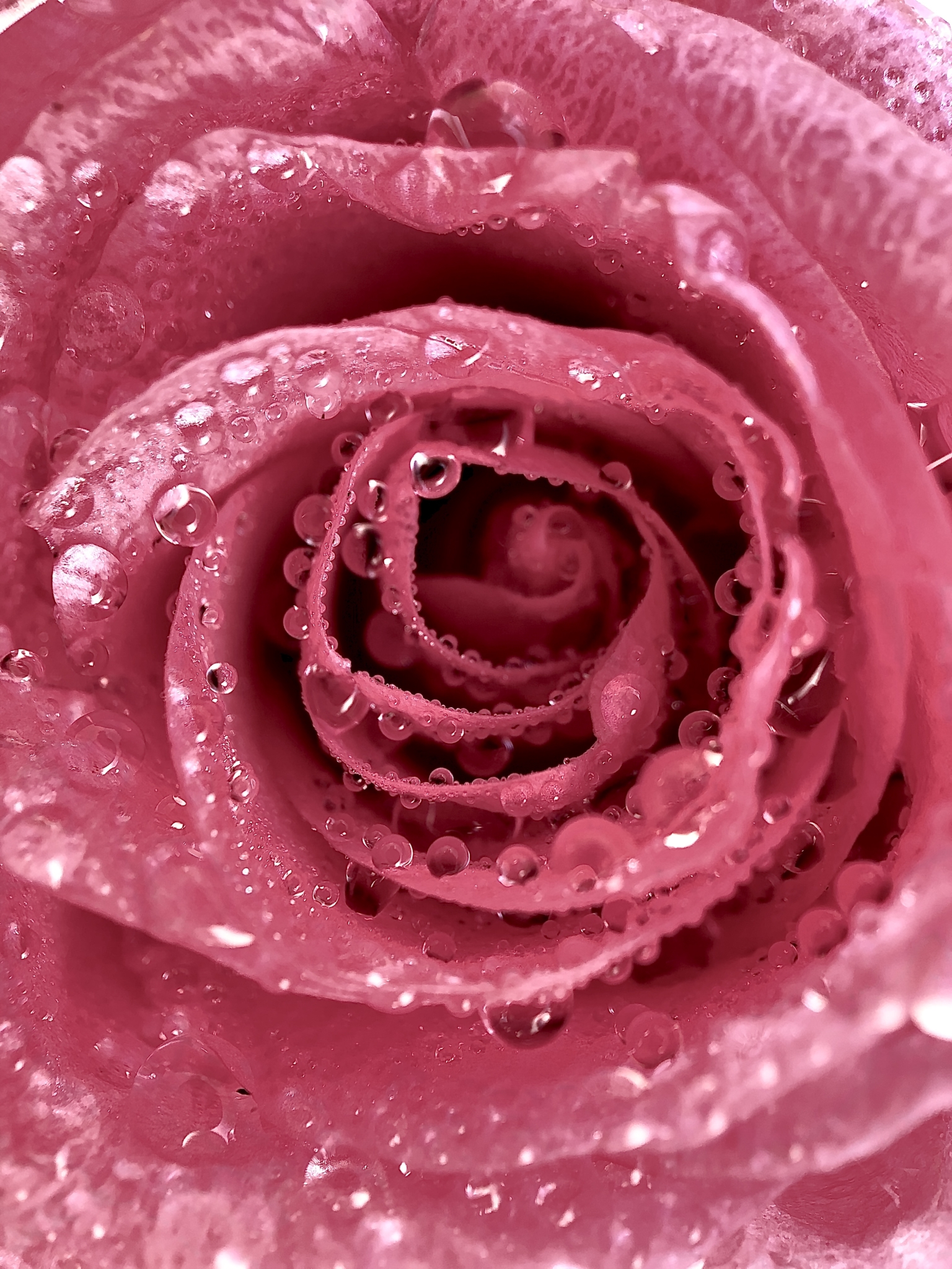 photo by Julie Copyright